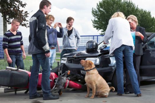 A group of people standing around a car accident with a dog.